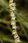 Florida lady's tresses